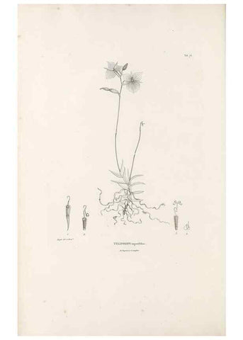 Reproducción/Reproduction 49521593127: Nova genera et species plantarum :. Antverpiae :Ex officina Christophori Plantini ...,1576.. 