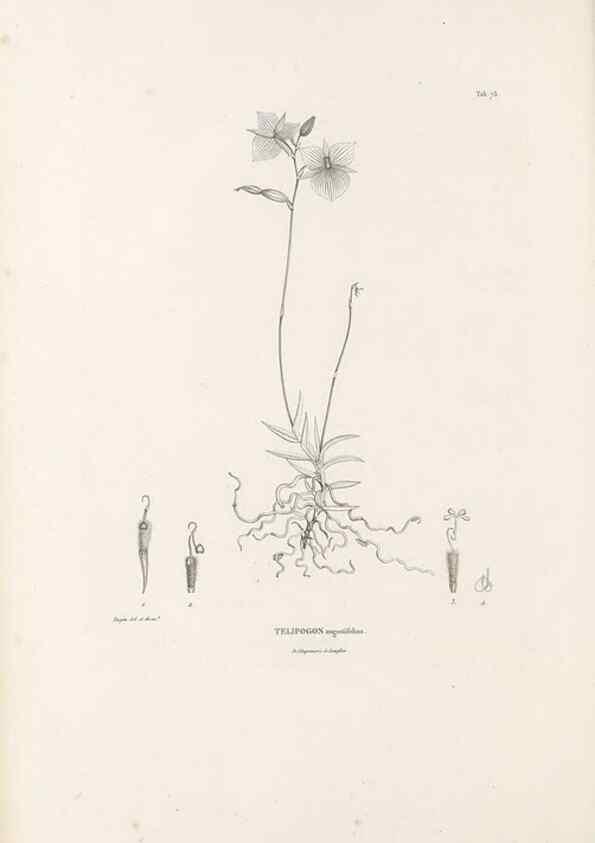 Reproducción/Reproduction 49521593127: Nova genera et species plantarum :. Antverpiae :Ex officina Christophori Plantini ...,1576.. 