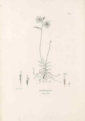 Reproducción/Reproduction 49521593127: Nova genera et species plantarum :. Antverpiae :Ex officina Christophori Plantini ...,1576.. 