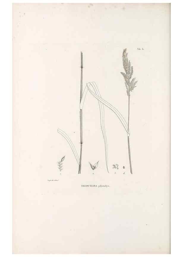 Reproducción/Reproduction 49521567532: Nova genera et species plantarum :. Antverpiae :Ex officina Christophori Plantini ...,1576.. 