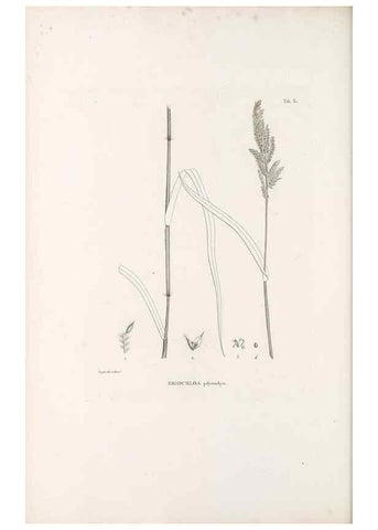 Reproducción/Reproduction 49521567532: Nova genera et species plantarum :. Antverpiae :Ex officina Christophori Plantini ...,1576.. 
