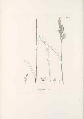 Reproducción/Reproduction 49521567532: Nova genera et species plantarum :. Antverpiae :Ex officina Christophori Plantini ...,1576.. 