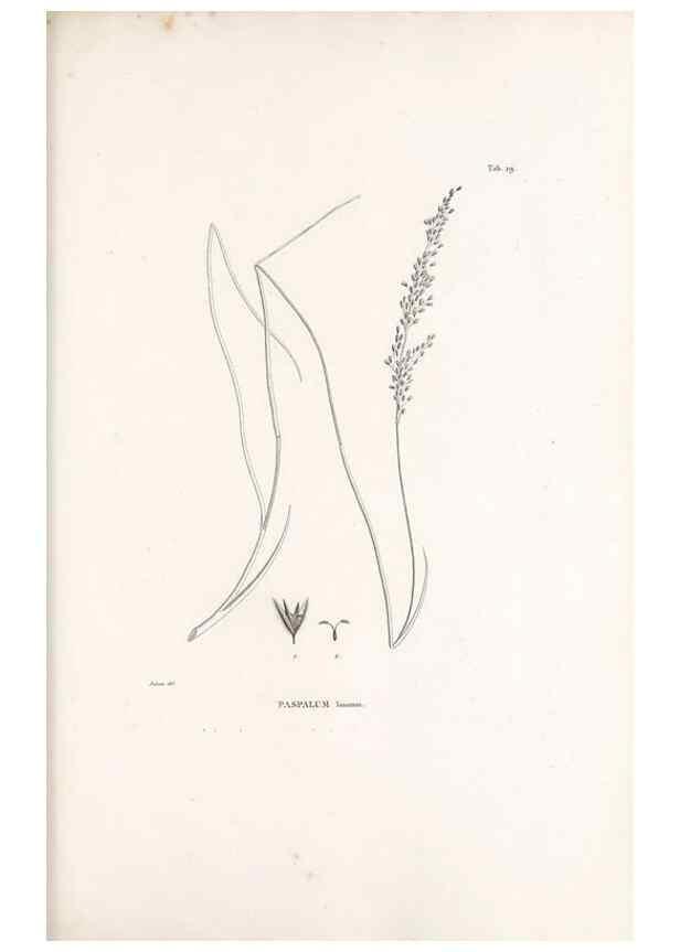 Reproducción/Reproduction 49520831618: Nova genera et species plantarum :. Antverpiae :Ex officina Christophori Plantini ...,1576.. 
