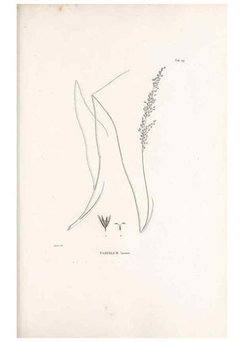 Reproducción/Reproduction 49520831618: Nova genera et species plantarum :. Antverpiae :Ex officina Christophori Plantini ...,1576.. 