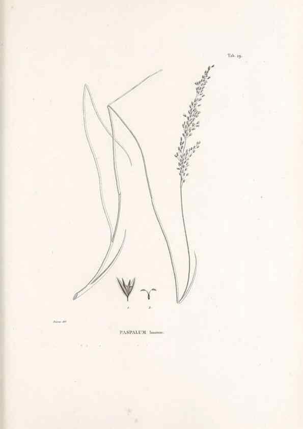 Reproducción/Reproduction 49520831618: Nova genera et species plantarum :. Antverpiae :Ex officina Christophori Plantini ...,1576.. 