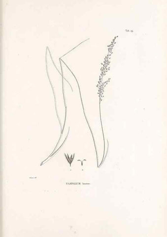 Reproducción/Reproduction 49520831618: Nova genera et species plantarum :. Antverpiae :Ex officina Christophori Plantini ...,1576.. 