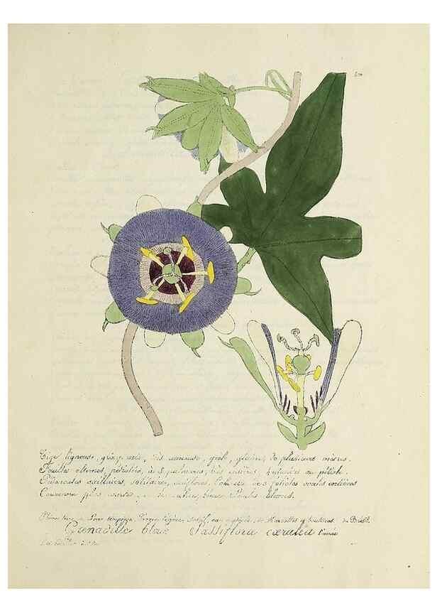 Reproducción/Reproduction 49501637572: Flore universelle. Saint-Denis :Au Bureau et chez Meilhac :[1848]-[1849]. 