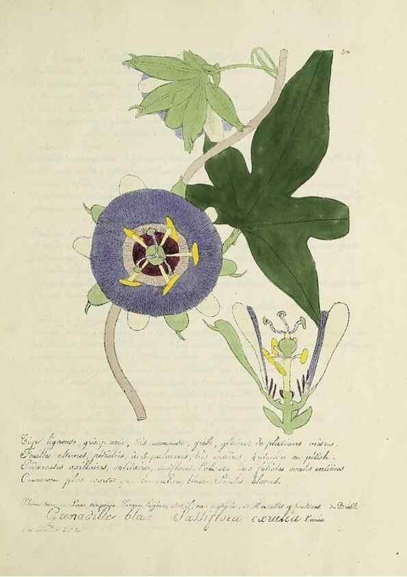 Reproducción/Reproduction 49501637572: Flore universelle. Saint-Denis :Au Bureau et chez Meilhac :[1848]-[1849]. 