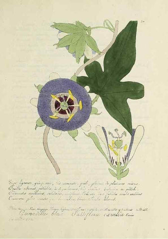 Reproducción/Reproduction 49501637572: Flore universelle. Saint-Denis :Au Bureau et chez Meilhac :[1848]-[1849]. 