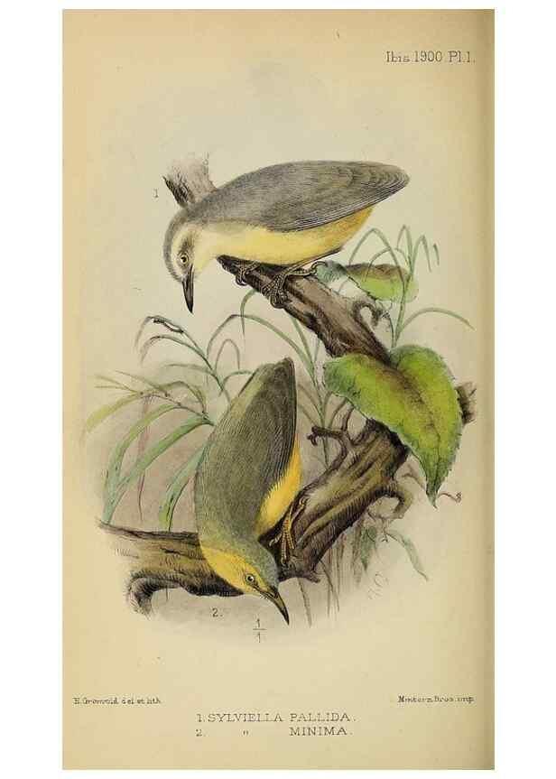 Reproducción/Reproduction 49521307782: Ibis.. [London]Published for the British Ornithologists' Union by Academic Press.. 