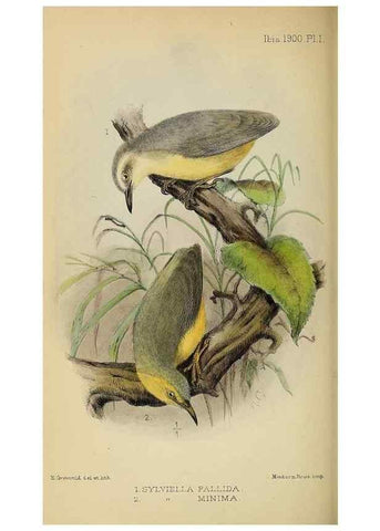 Reproducción/Reproduction 49521307782: Ibis.. [London]Published for the British Ornithologists' Union by Academic Press.. 