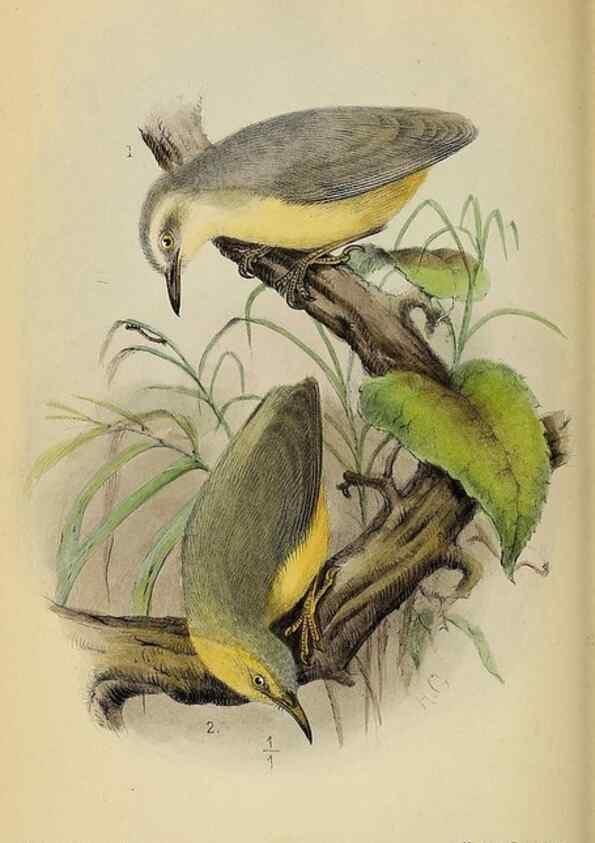 Reproducción/Reproduction 49521307782: Ibis.. [London]Published for the British Ornithologists' Union by Academic Press.. 