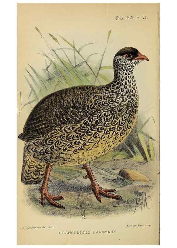 Reproducción/Reproduction 49521309047: Ibis.. [London]Published for the British Ornithologists' Union by Academic Press.. 