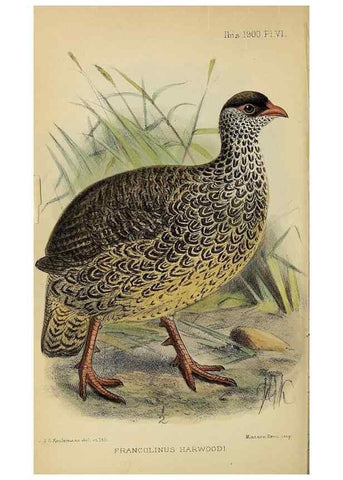 Reproducción/Reproduction 49521309047: Ibis.. [London]Published for the British Ornithologists' Union by Academic Press.. 