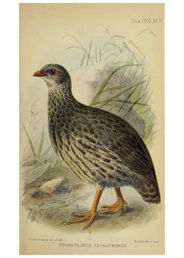 Reproducción/Reproduction 49521096016: Ibis.. [London]Published for the British Ornithologists' Union by Academic Press.. 