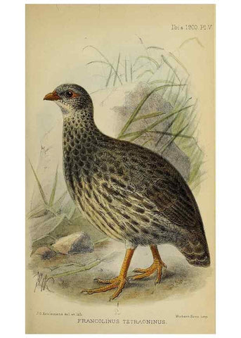 Reproducción/Reproduction 49521096016: Ibis.. [London]Published for the British Ornithologists' Union by Academic Press.. 