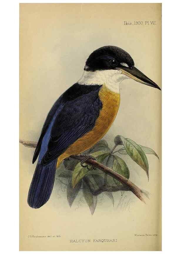 Reproducción/Reproduction 49520572023: Ibis.. [London]Published for the British Ornithologists' Union by Academic Press.. 