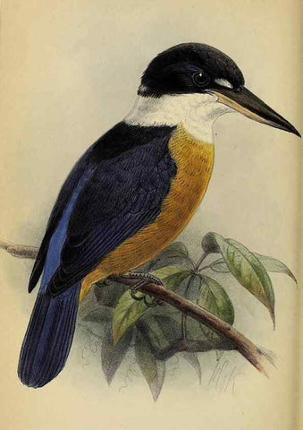 Reproducción/Reproduction 49520572023: Ibis.. [London]Published for the British Ornithologists' Union by Academic Press.. 
