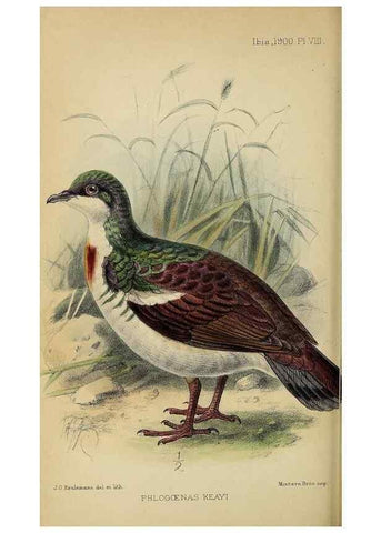 Reproducción/Reproduction 49521310052: Ibis.. [London]Published for the British Ornithologists' Union by Academic Press.. 