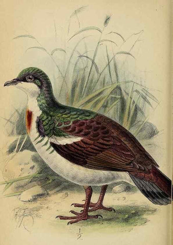 Reproducción/Reproduction 49521310052: Ibis.. [London]Published for the British Ornithologists' Union by Academic Press.. 