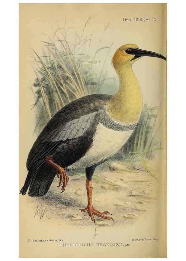 Reproducción/Reproduction 49521310352: Ibis.. [London]Published for the British Ornithologists' Union by Academic Press.. 