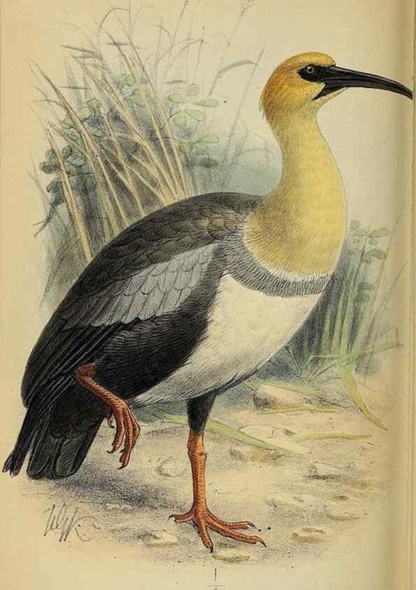 Reproducción/Reproduction 49521310352: Ibis.. [London]Published for the British Ornithologists' Union by Academic Press.. 