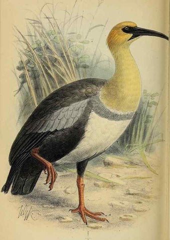 Reproducción/Reproduction 49521310352: Ibis.. [London]Published for the British Ornithologists' Union by Academic Press.. 