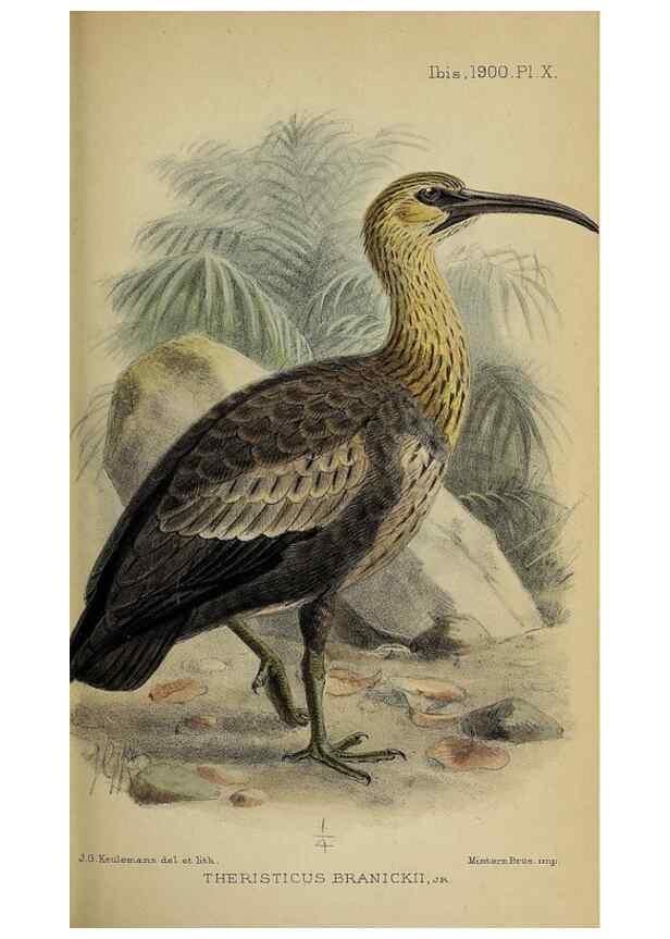 Reproducción/Reproduction 49521310727: Ibis.. [London]Published for the British Ornithologists' Union by Academic Press.. 