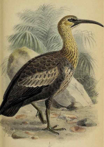 Reproducción/Reproduction 49521310727: Ibis.. [London]Published for the British Ornithologists' Union by Academic Press.. 