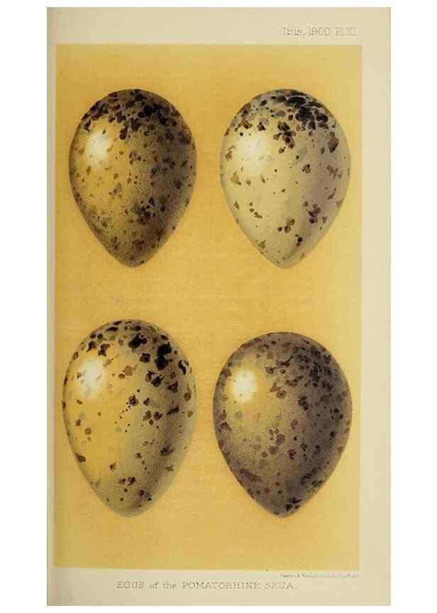 Reproducción/Reproduction 49521097706: Ibis.. [London]Published for the British Ornithologists' Union by Academic Press.. 