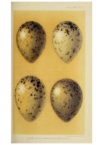 Reproducción/Reproduction 49521097706: Ibis.. [London]Published for the British Ornithologists' Union by Academic Press.. 