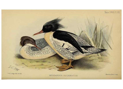 Reproducción/Reproduction 49520573553: Ibis.. [London]Published for the British Ornithologists' Union by Academic Press.. 