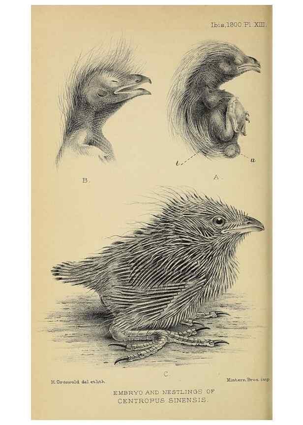 Reproducción/Reproduction 49520573888: Ibis.. [London]Published for the British Ornithologists' Union by Academic Press.. 