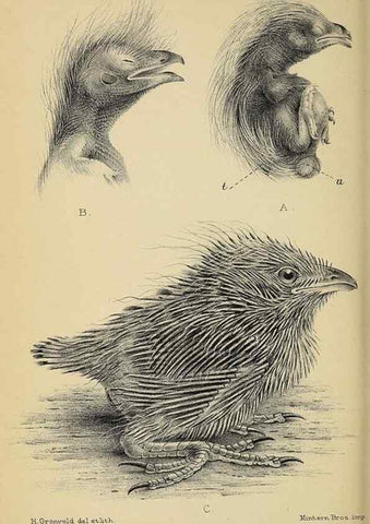 Reproducción/Reproduction 49520573888: Ibis.. [London]Published for the British Ornithologists' Union by Academic Press.. 