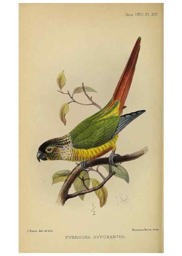 Reproducción/Reproduction 49521098641: Ibis.. [London]Published for the British Ornithologists' Union by Academic Press.. 