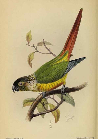Reproducción/Reproduction 49521098641: Ibis.. [London]Published for the British Ornithologists' Union by Academic Press.. 