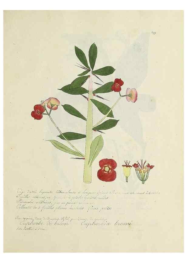 Reproducción/Reproduction 49500908753: Flore universelle. Saint-Denis :Au Bureau et chez Meilhac :[1848]-[1849]. 
