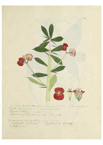 Reproducción/Reproduction 49500908753: Flore universelle. Saint-Denis :Au Bureau et chez Meilhac :[1848]-[1849]. 