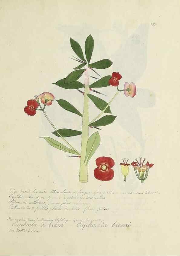 Reproducción/Reproduction 49500908753: Flore universelle. Saint-Denis :Au Bureau et chez Meilhac :[1848]-[1849]. 