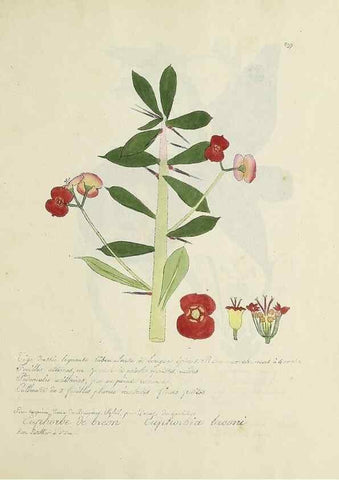 Reproducción/Reproduction 49500908753: Flore universelle. Saint-Denis :Au Bureau et chez Meilhac :[1848]-[1849]. 