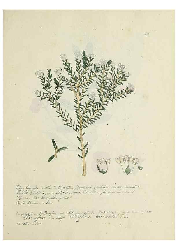 Reproducción/Reproduction 49501637047: Flore universelle. Saint-Denis :Au Bureau et chez Meilhac :[1848]-[1849]. 