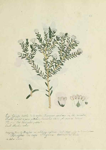 Reproducción/Reproduction 49501637047: Flore universelle. Saint-Denis :Au Bureau et chez Meilhac :[1848]-[1849]. 