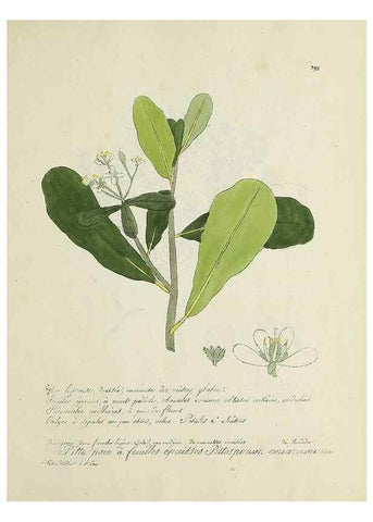Reproducción/Reproduction 49501636727: Flore universelle. Saint-Denis :Au Bureau et chez Meilhac :[1848]-[1849]. 