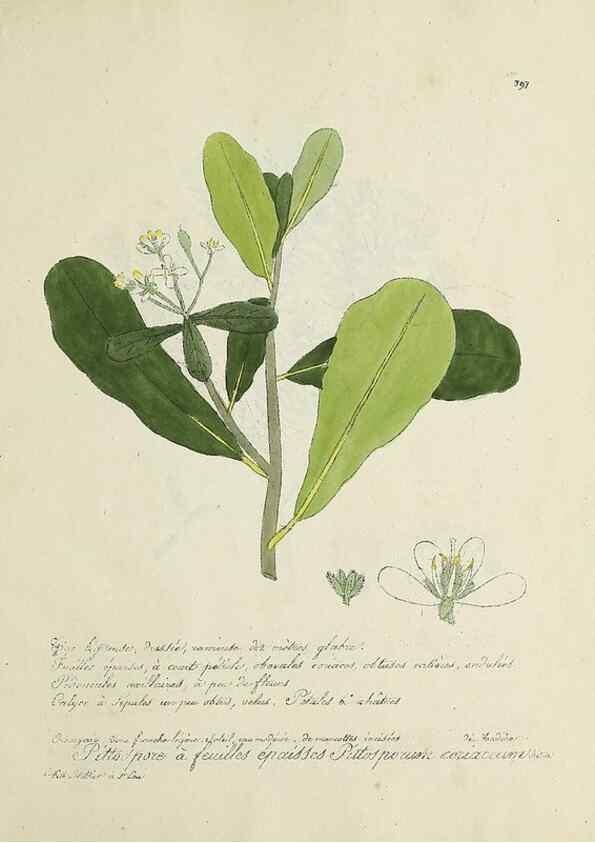 Reproducción/Reproduction 49501636727: Flore universelle. Saint-Denis :Au Bureau et chez Meilhac :[1848]-[1849]. 