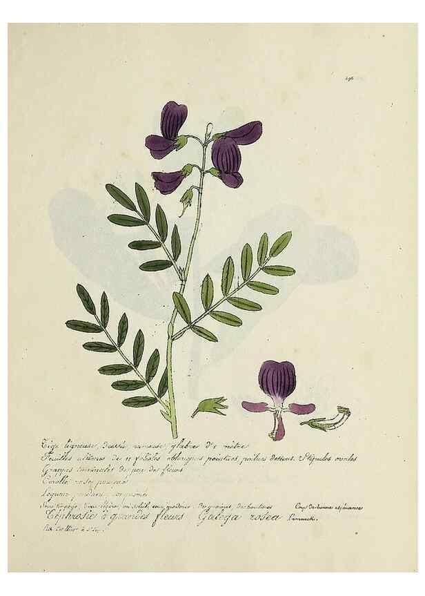 Reproducción/Reproduction 49501636447: Flore universelle. Saint-Denis :Au Bureau et chez Meilhac :[1848]-[1849]. 