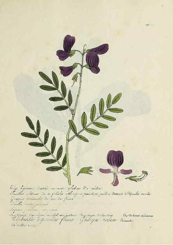 Reproducción/Reproduction 49501636447: Flore universelle. Saint-Denis :Au Bureau et chez Meilhac :[1848]-[1849]. 