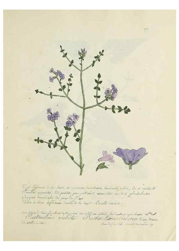 Reproducción/Reproduction 49501407611: Flore universelle. Saint-Denis :Au Bureau et chez Meilhac :[1848]-[1849]. 