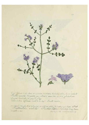 Reproducción/Reproduction 49501407611: Flore universelle. Saint-Denis :Au Bureau et chez Meilhac :[1848]-[1849]. 