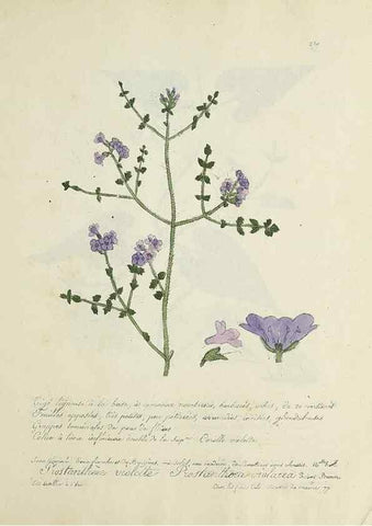 Reproducción/Reproduction 49501407611: Flore universelle. Saint-Denis :Au Bureau et chez Meilhac :[1848]-[1849]. 