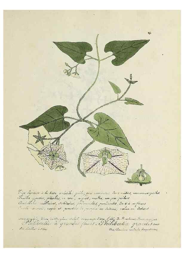 Reproducción/Reproduction 49501407961: Flore universelle. Saint-Denis :Au Bureau et chez Meilhac :[1848]-[1849]. 